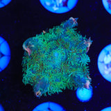 Frankenstein Bounce Mushroom Coral