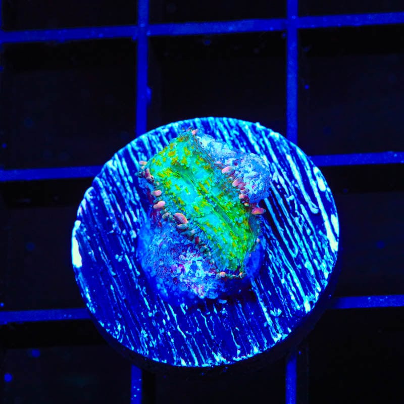 Frankenstein Bounce Mushroom Coral
