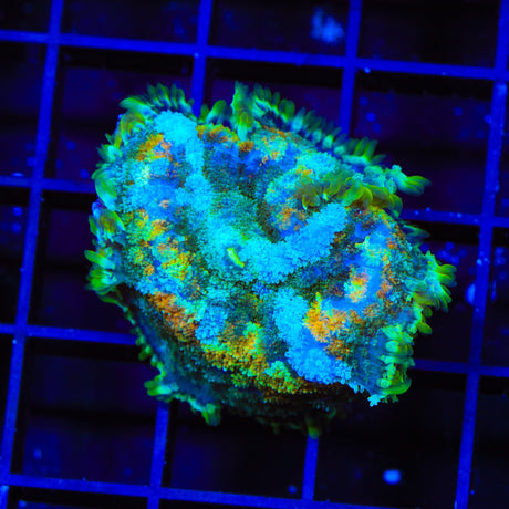 Freak Show Mushroom Coral