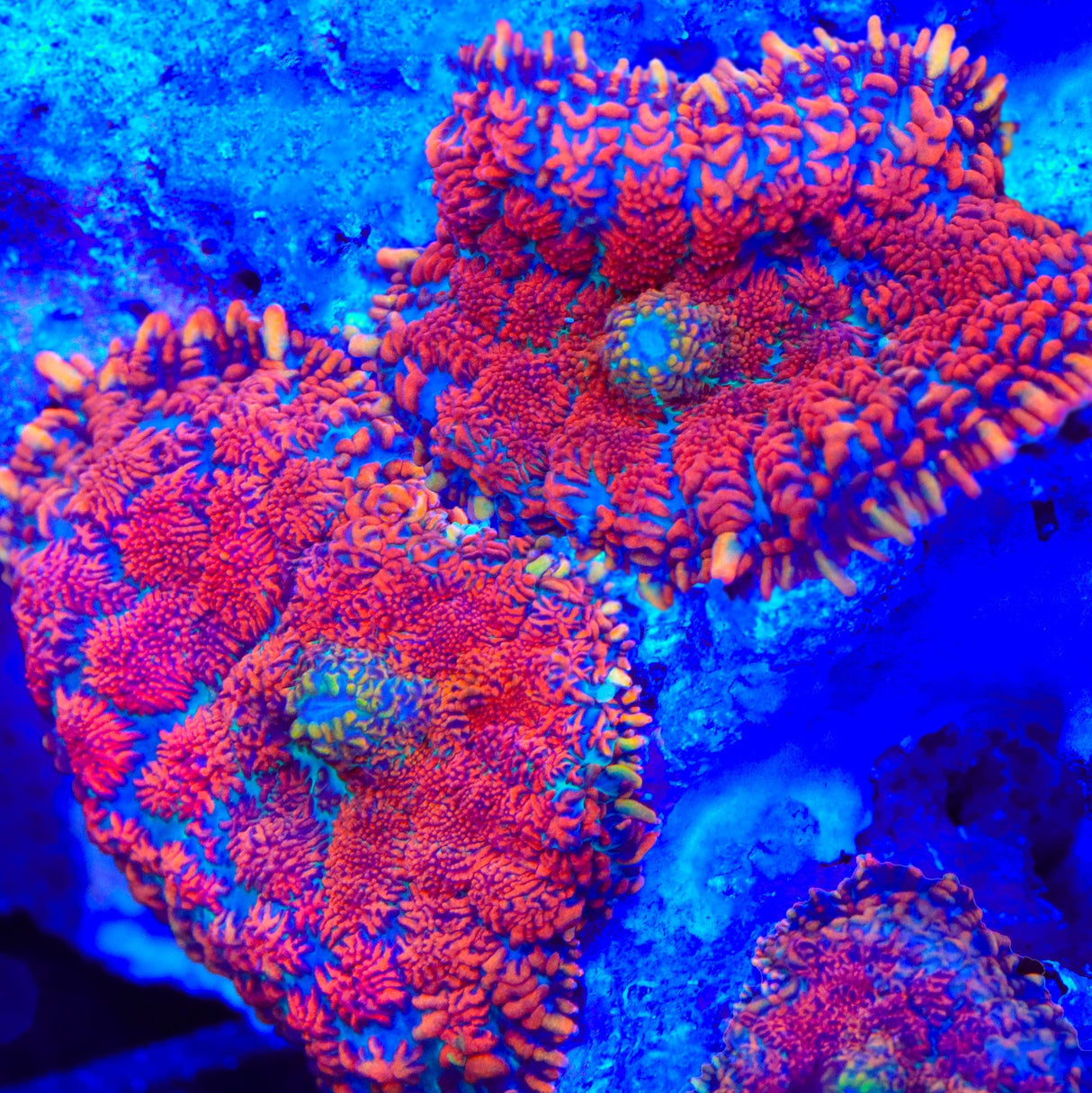 Freaky Mushroom Coral