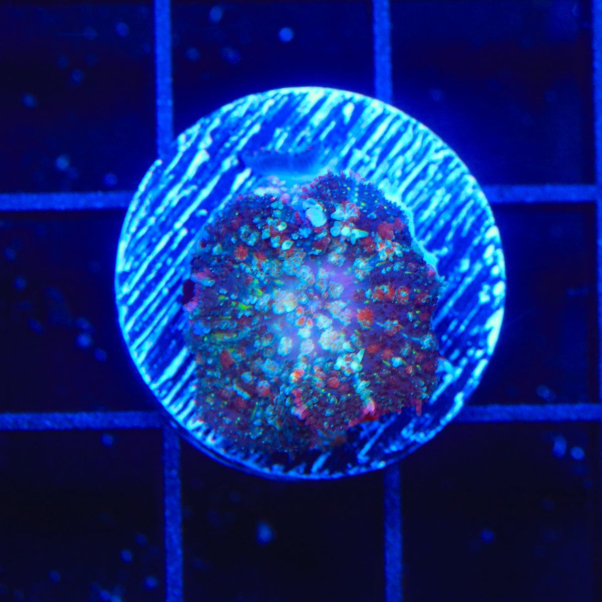 Free Love Mushroom Coral