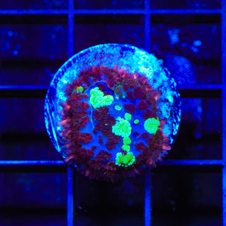 Free Love Mushroom Coral