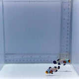 Frostbite Pair Clownfish