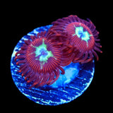 Frosted Phoenix Zoanthids Zoanthids Coral