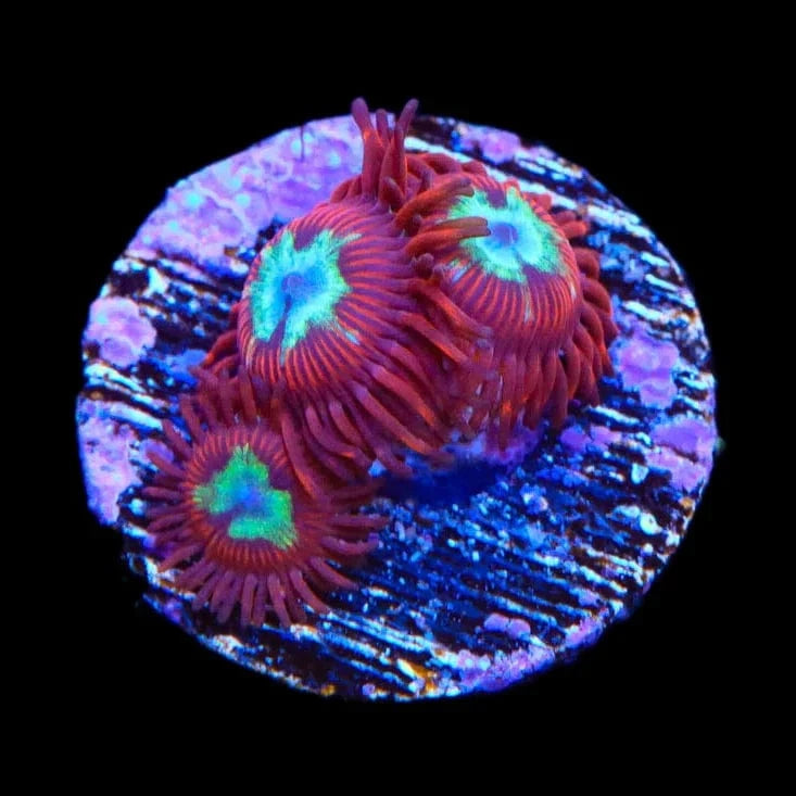 Frosted Phoenix Zoanthids Zoanthids Coral