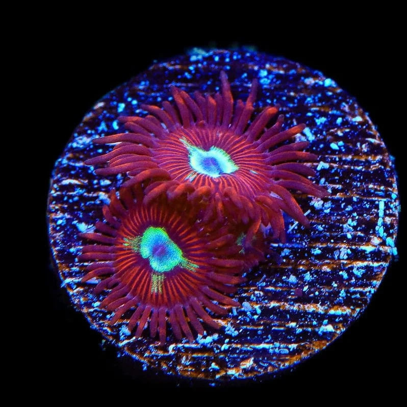 Frosted Phoenix Zoanthids Zoanthids Coral