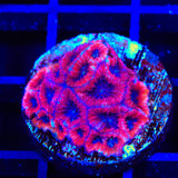 Fruit Cake Favia Coral