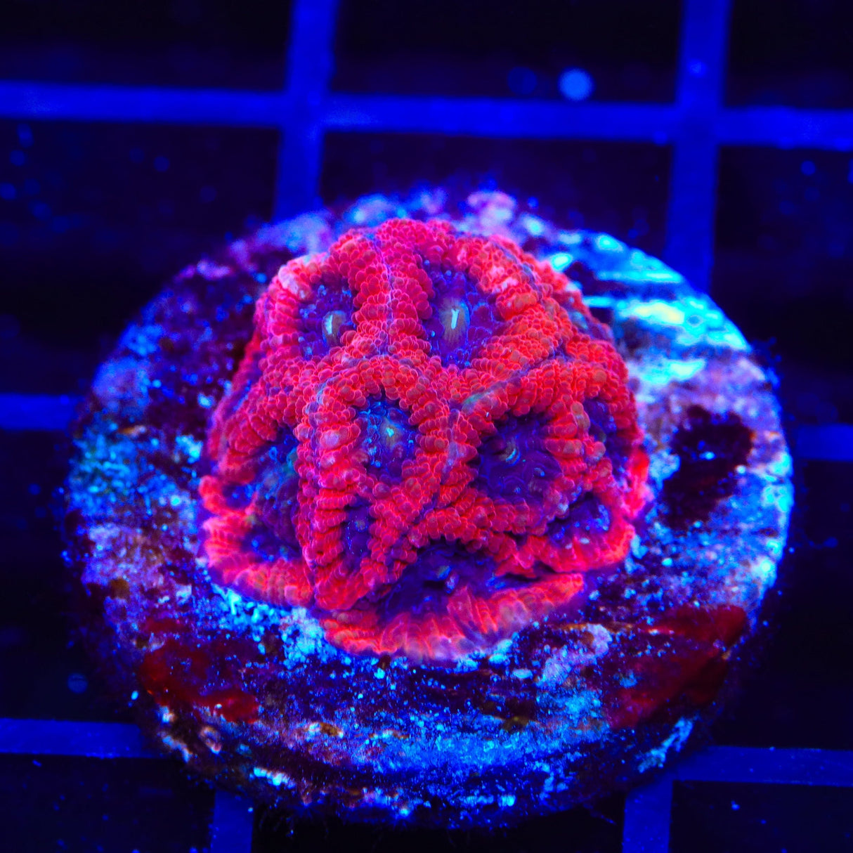 Fruit Cake Favia Coral