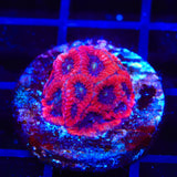 Fruit Cake Favia Coral