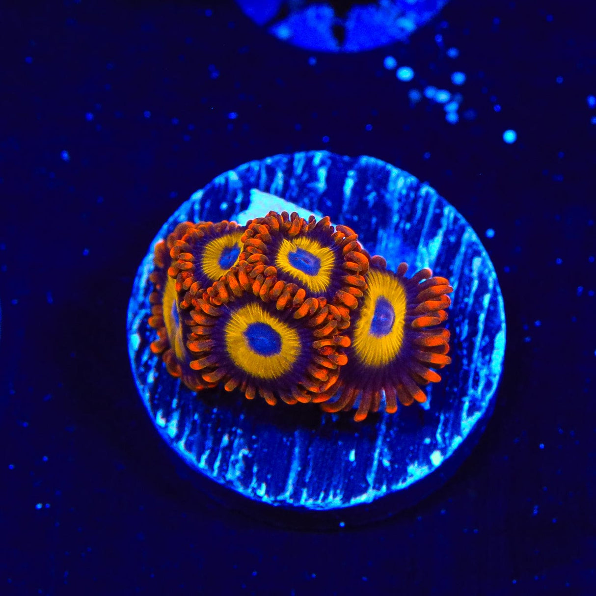 Fruit Loops Zoanthids Coral