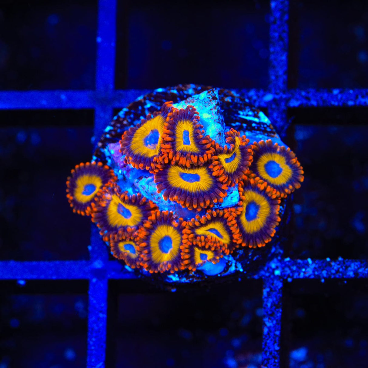 Fruit Loops Zoanthids Coral