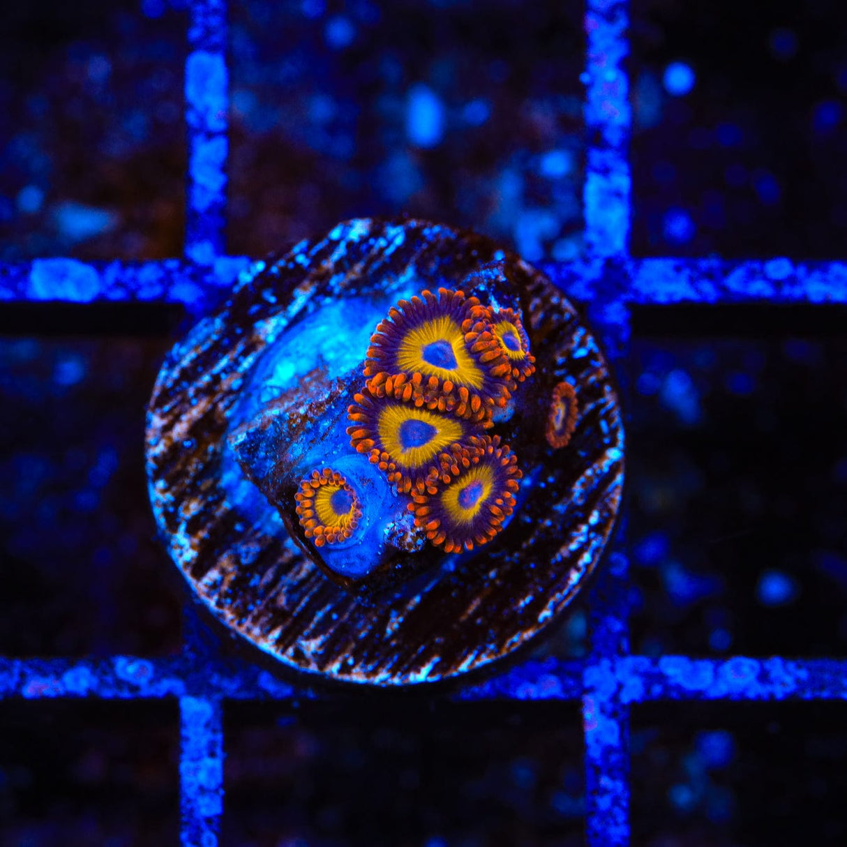 Fruit Loops Zoanthids Coral