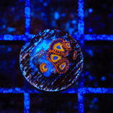 Fruit Loops Zoanthids Coral