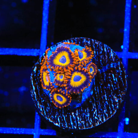 Fruit Loops Zoanthids Coral