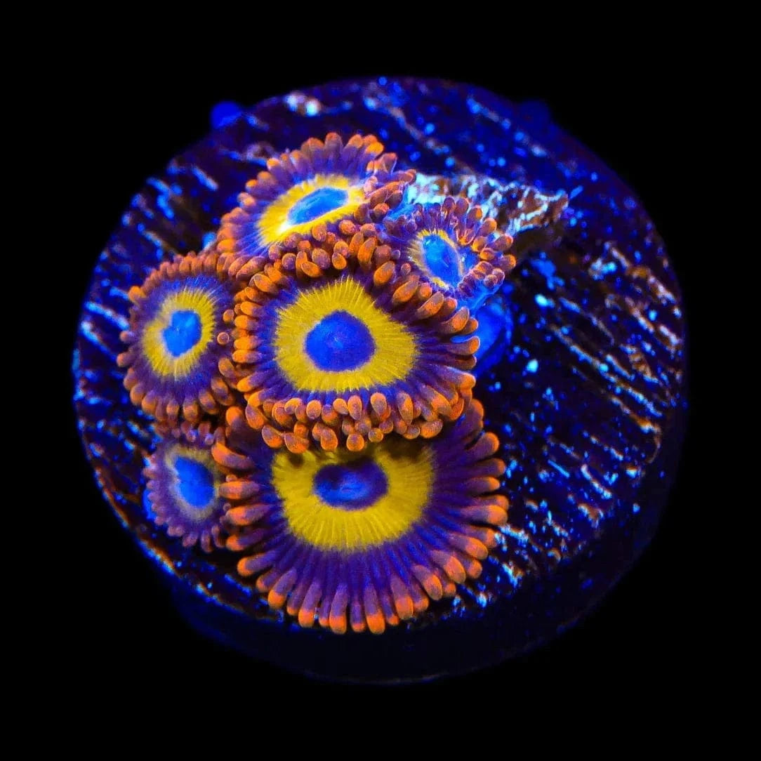 Fruit Loops Zoanthids Coral