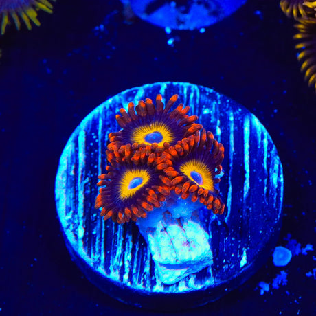 Fruit Loops Zoanthids Coral