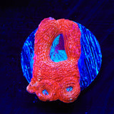 Fruitroll Bowerbankii Coral