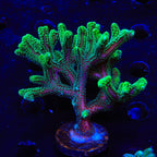 Fuzzy Birdsnest XL Frag Coral