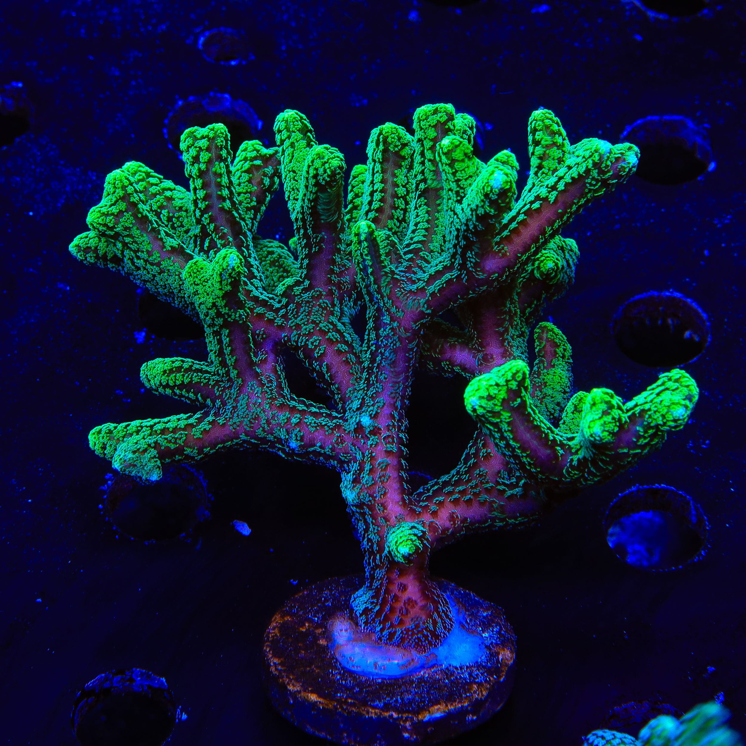 Fuzzy Birdsnest XL Frag Coral
