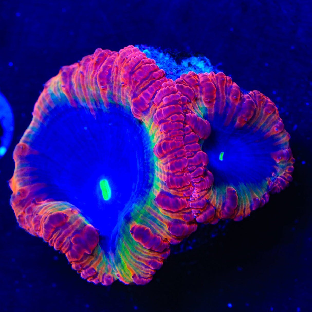 Galaxy Blast Blastomussa Coral