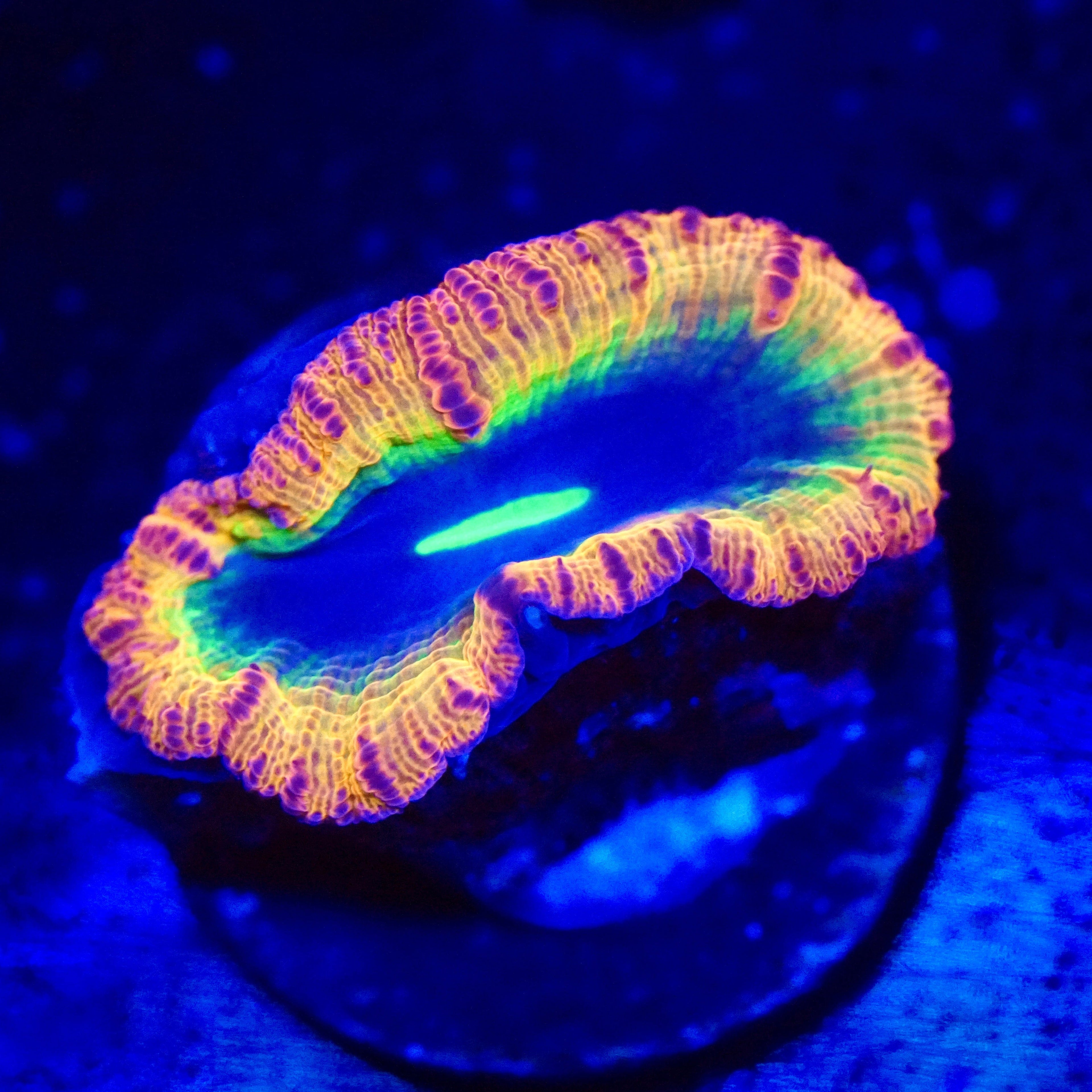 Galaxy Blast Blastomussa Coral