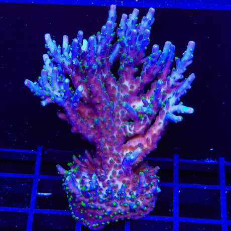 Garf Bonsai Acropora Colony Coral