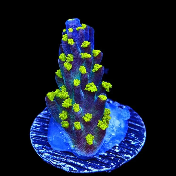 Garf Bonsai Acropora Coral