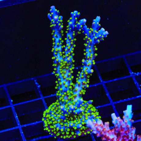 Garf Bonsai Acropora Coral