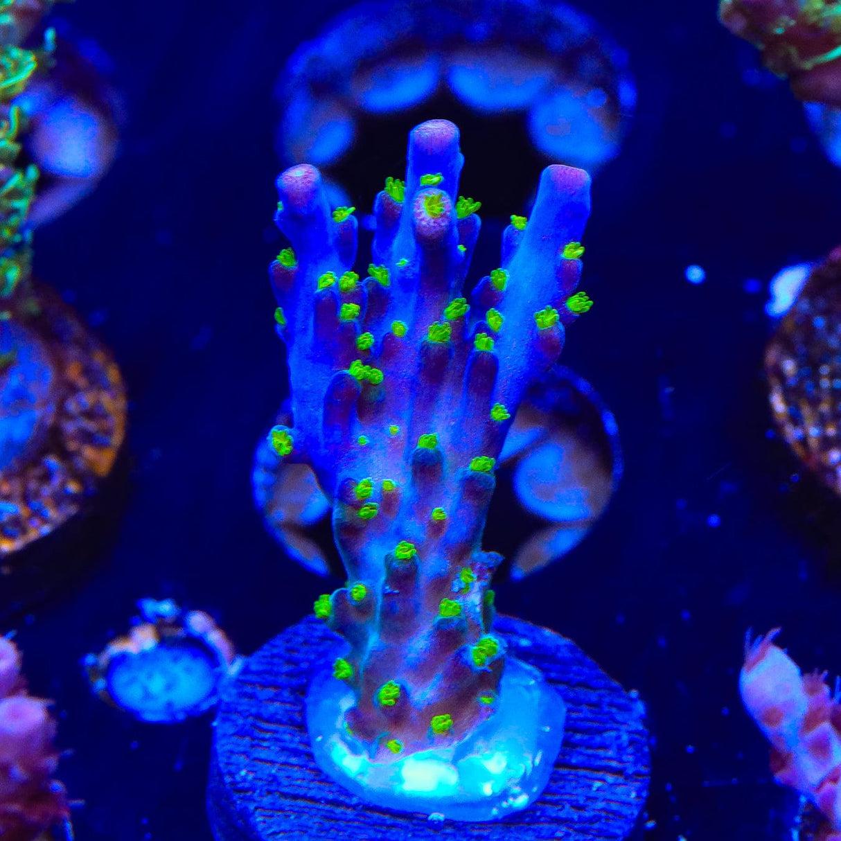 Garf Bonsai Acropora Coral