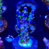 Garf Bonsai Acropora Coral