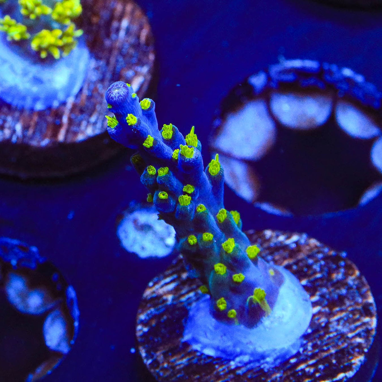 Garf Bonsai Acropora Coral