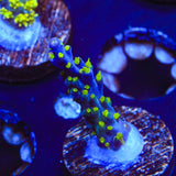 Garf Bonsai Acropora Coral