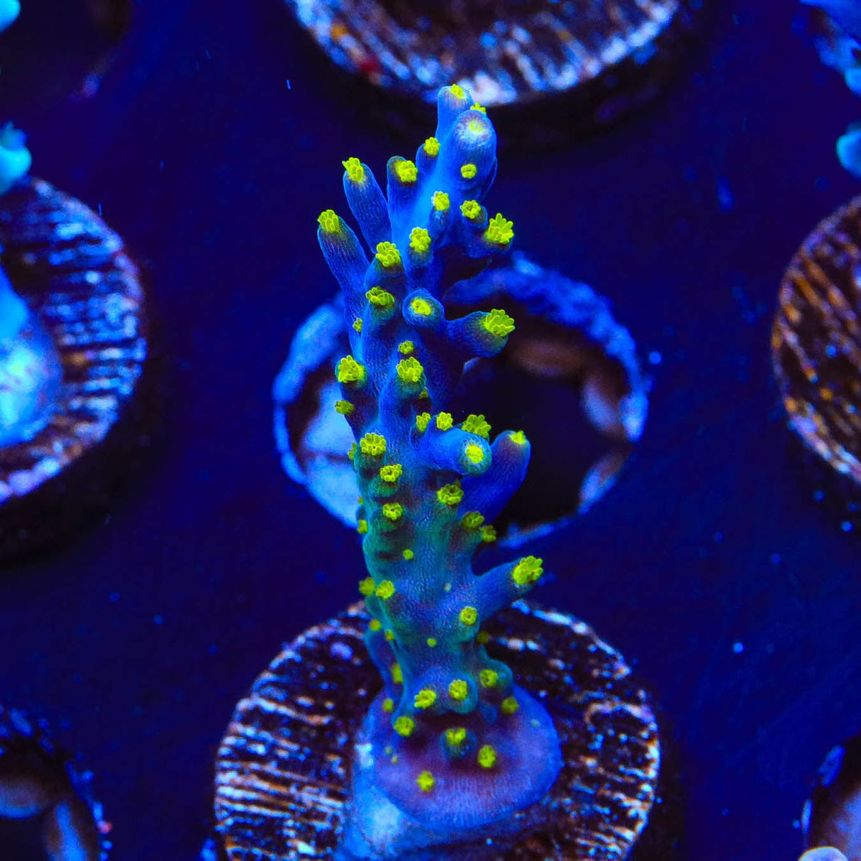 Garf Bonsai Acropora Coral