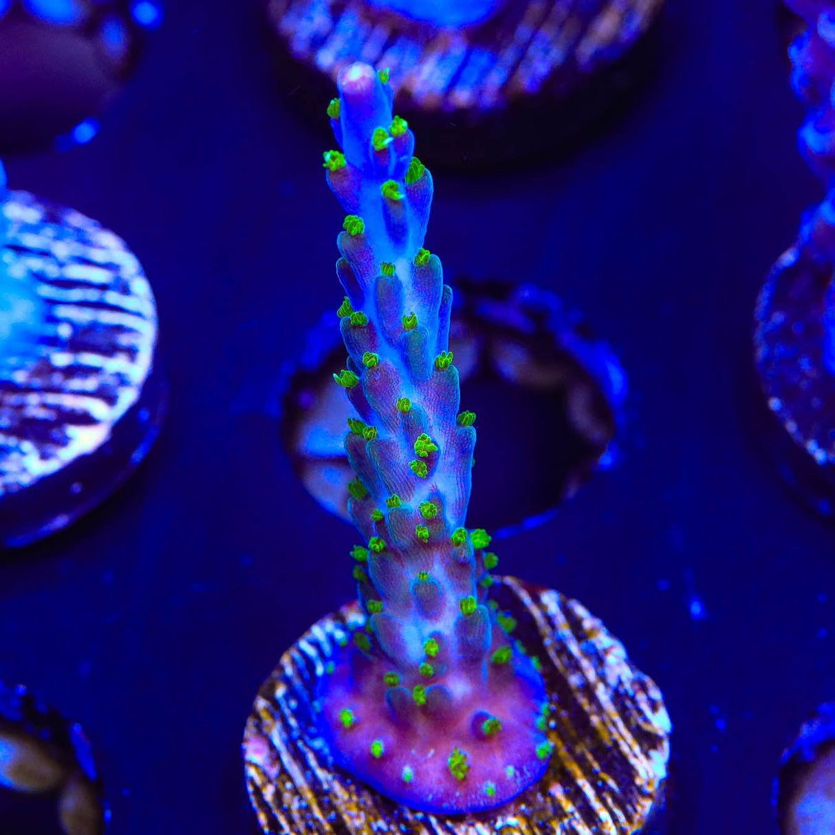 Garf Bonsai Acropora Coral