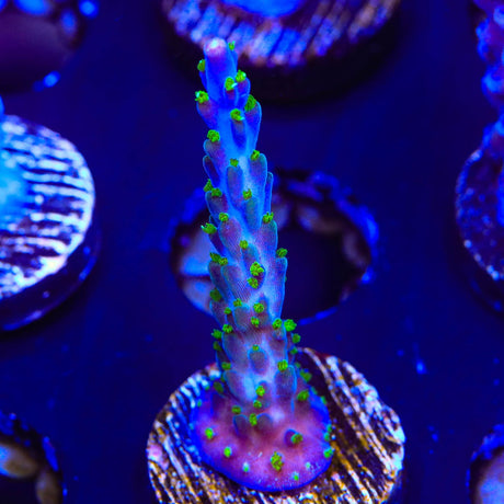 Garf Bonsai Acropora Coral