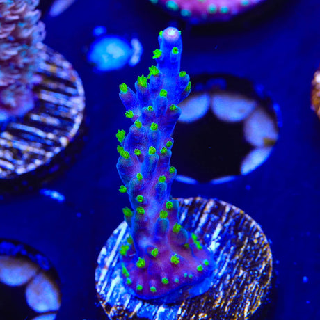 Garf Bonsai Acropora Coral