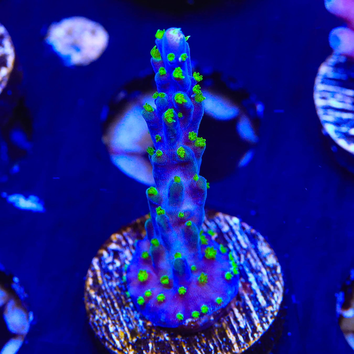 Garf Bonsai Acropora Coral
