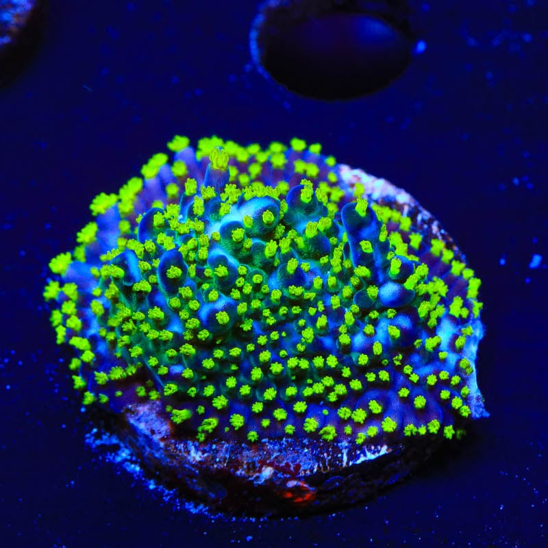 GARF Bonsai Acropora Coral