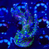 Garf Bonsai Acropora Coral