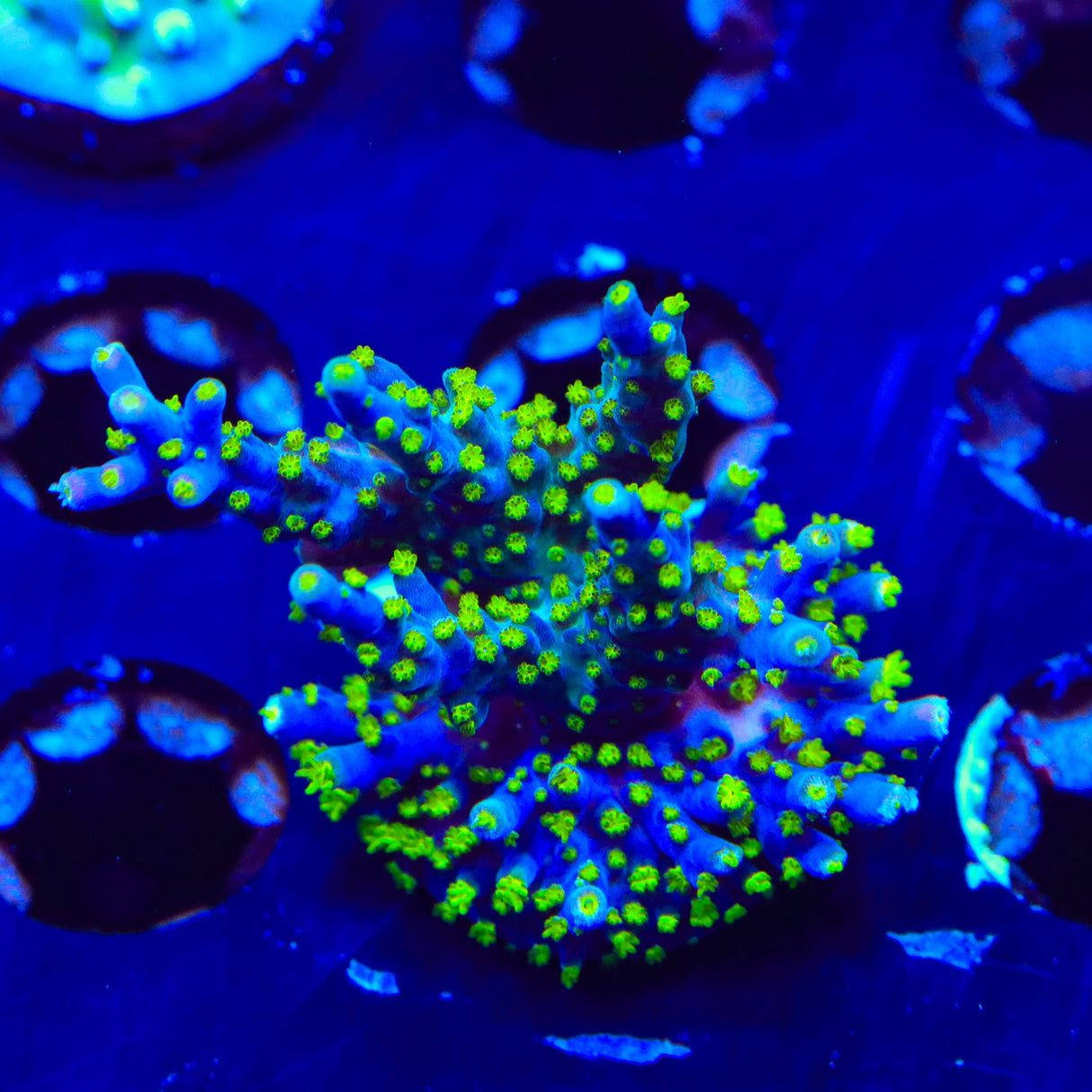 Garf Bonsai Acropora XL Frag Coral