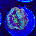 Gate Keep Deep Water Acan Coral