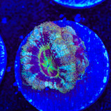 Gate Keep Deep Water Acan Coral