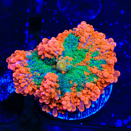 Gatorade Yuma Coral