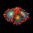 Gatorade Zoanthid Coral