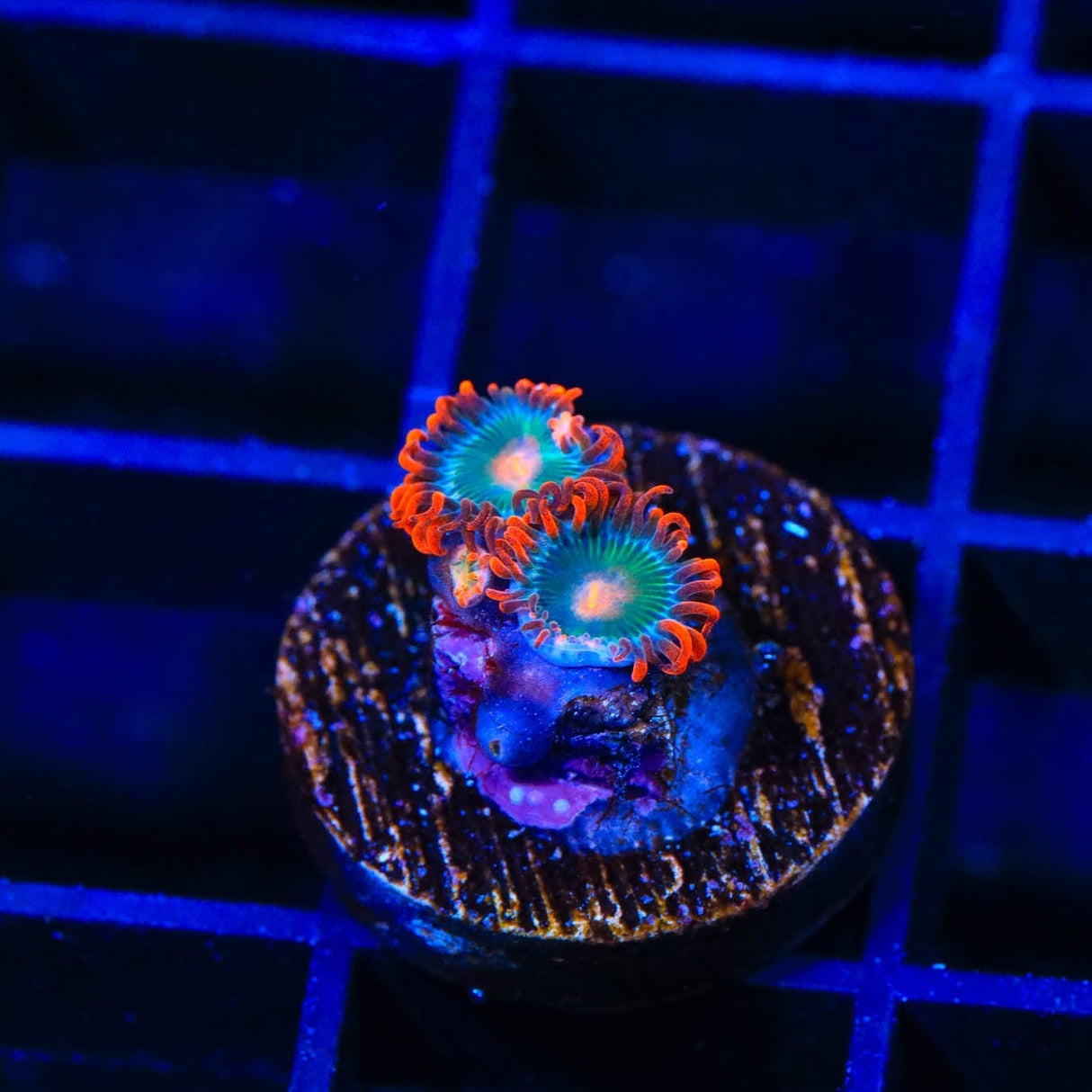 Gatorade Zoanthids Coral