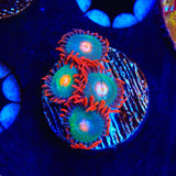 Gatorade Zoanthids Coral