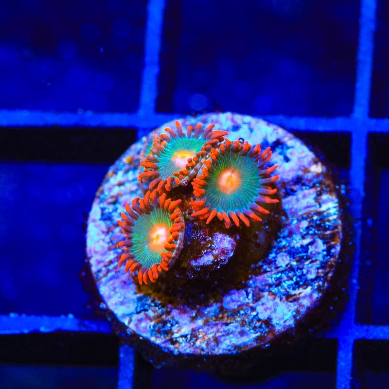 Gatorade Zoanthids Coral