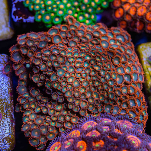 Gatorade Zoas