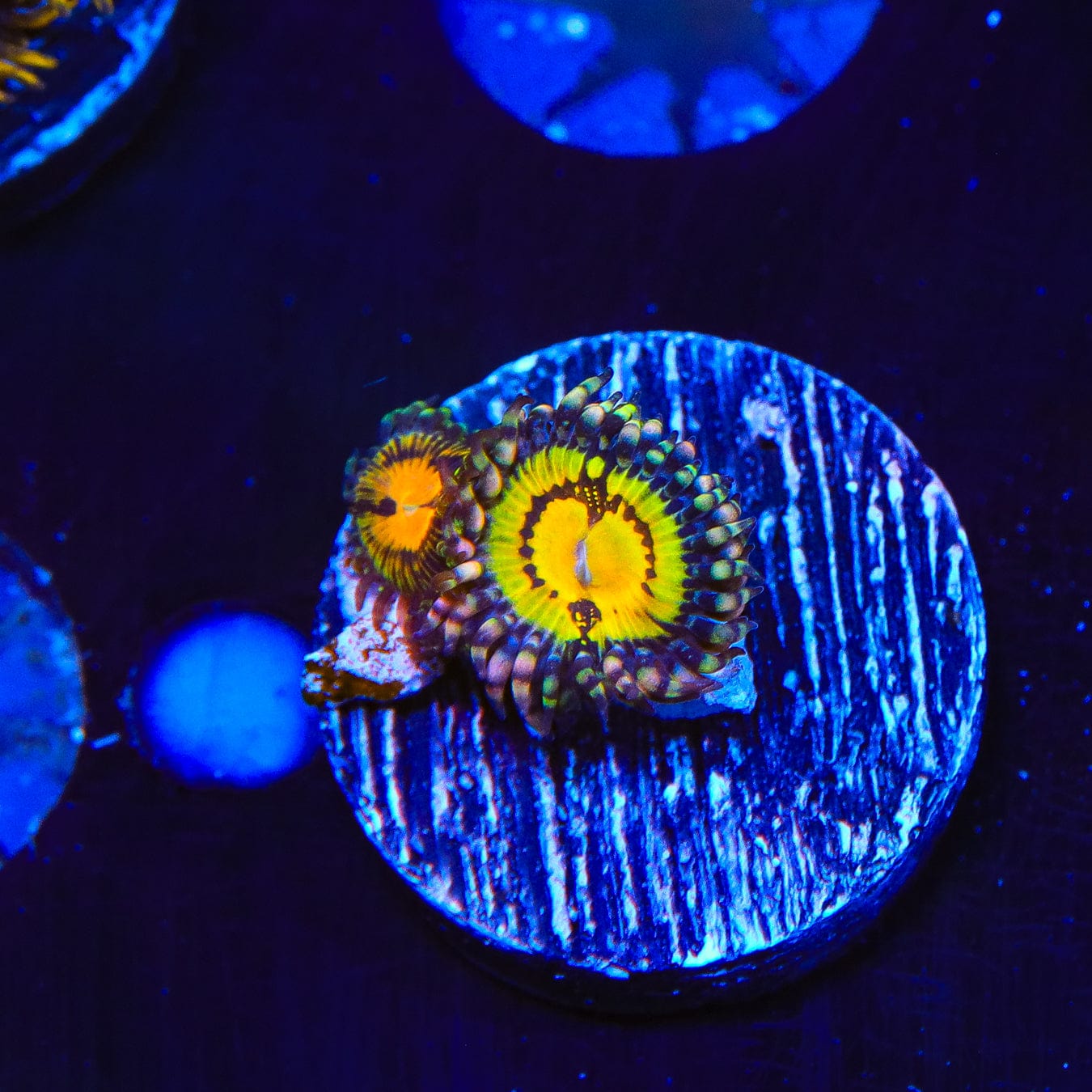 GB Butt Kisser Zoanthids Coral