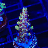GB Fury Acropora Coral